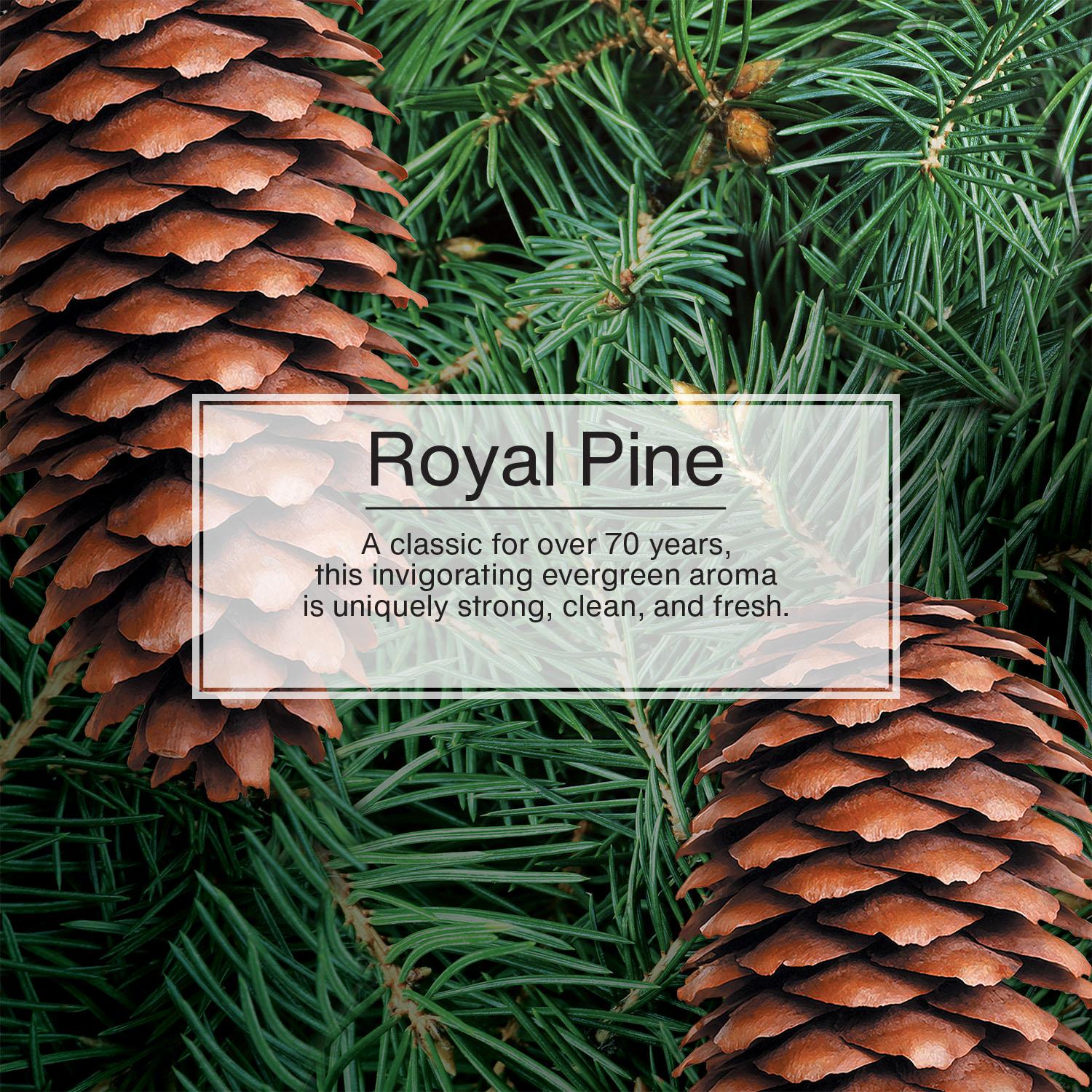 Little Trees Royal Pine Scent Hanging Air Freshener 6 Pack | AutoZone