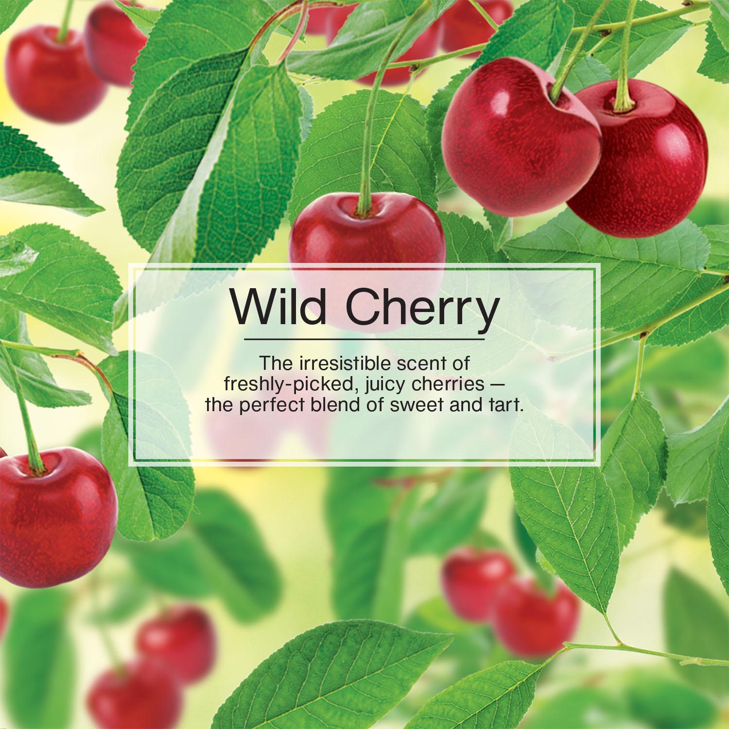 Little Trees Wild Cherry Scent Hanging Air Freshener 6 Pack | AutoZone